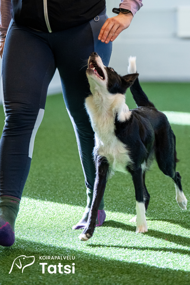 Saltex Nordic AG -tekonurmi, Koirapalvelu Tatsi, Mikkeli, kuva: @riemukauppa