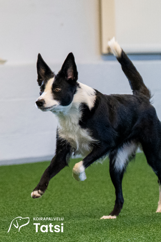 Saltex Nordic AG -tekonurmi, Koirapalvelu Tatsi, Mikkeli, kuva: @riemukauppa